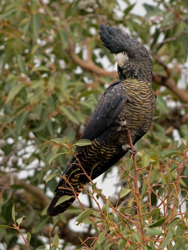 Forest Redtailed Black Cockatoo Gallery Western Australian Museum